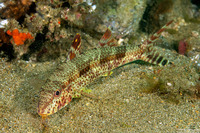 Upeneus tragula (Freckled Goatfish)