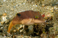 Canthigaster compressa (Fingerprint Toby)