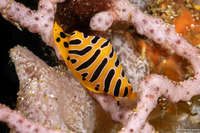 Cuspivolva tigris (Tiger Egg Shell)