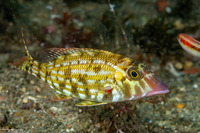 Lethrinus obsoletus (Orange-Striped Emperor)