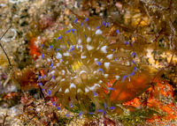 Boloceroides mcmurrichi (Swimming Anemone)