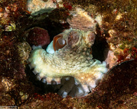 Octopus cyanea (Day Octopus)