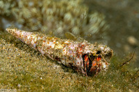 Dardanus sanguinocarpus (Bloody Hermit Crab)