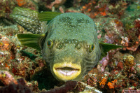 Arothron hispidus (White-Spotted Puffer)