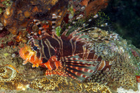 Dendrochirus zebra (Zebra Lionfish)