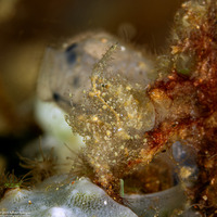 Phycocaris sp.3 (Hairy Shrimp)