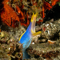 Rhinomuraena quaesita (Ribbon Eel)