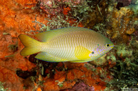 Pomacentrus amboinensis (Ambon Damsel)