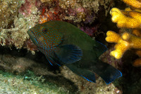 Cephalopholis microprion (Freckled Grouper)