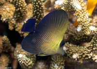 Zebrasoma scopas (Brushtail Tang)