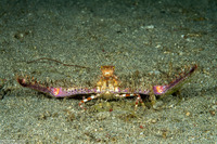 Rhinolambrus contrarius (Variable Elbow Crab)