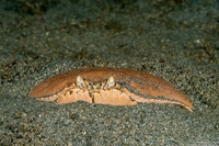 Calappa calappa (Giant Box Crab)