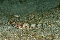 Synodus dermatogenys (Clearfin Lizardfish)