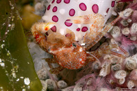 Lissoporcellana spinuligera (Small-Spined Porcelain Crab)