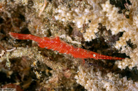 Tozeuma lanceolatum (Ocellated Tozeuma Shrimp)