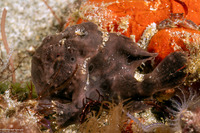 Antennarius pictus (Painted Frogfish)