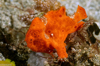 Antennarius pictus (Painted Frogfish)