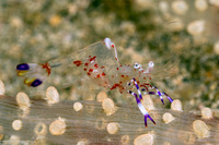 Ancylomenes holthuisi (Holthuis' Anemone Shrimp)