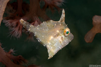 Acreichthys radiatus (Radial Filefish)