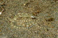 Thaumoctopus mimicus (Mimic Octopus)