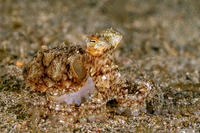 Amphioctopus marginatus (Coconut Octopus)