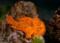 Antennarius pictus (Painted Frogfish)