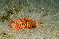 Parapterois heterura (Gurnard Lionfish)