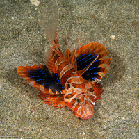 Parapterois heterura (Gurnard Lionfish)