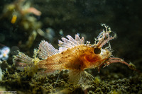 Pteroidichthys amboinensis (Ambon Scorpionfish)