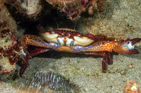 Charybdis natator (Ridged Swimming Crab)