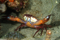 Charybdis natator (Ridged Swimming Crab)