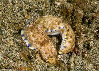 Dermatobranchus caeruleomaculatus (Blue-Spotted Dermatobranchus)