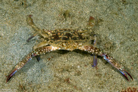 Portunus pelagicus (Blue Swimming Crab)