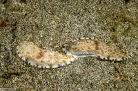 Dermatobranchus caeruleomaculatus (Blue-Spotted Dermatobranchus)