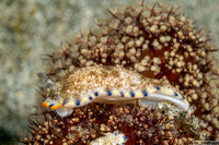 Dermatobranchus caeruleomaculatus (Blue-Spotted Dermatobranchus)