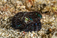 Euprymna berryi (Berry's Bobtail Squid)