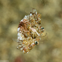 Xiphonectes macrophthalmus (Spiny Swimming Crab)