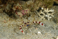 Stenopus hispidus (Banded Coral Shrimp)