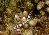 Baseodiscus hemprichii (Striped Ribbon Worm)