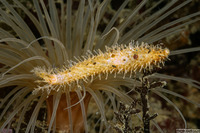 Pseudocnus lubricus (Fisher's Sea Cucumber)