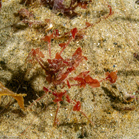 Oregonia gracilis (Graceful Decorator Crab)