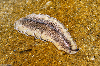 Pseudoceros montereyensis (Monterey Flatworm)