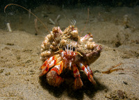 Pagurus armatus (Blackeyed Hermit Crab)