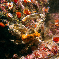 Scyra acutifrons (Sharpnose Crab)