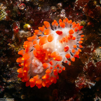 Limacia cockerelli (Cockerell's Dorid)