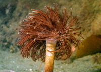 Sabellidae sp.6 (Banded Feather Duster Worm)