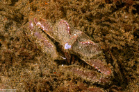 Latulambrus occidentalis (Sandflat Elbow Crab)