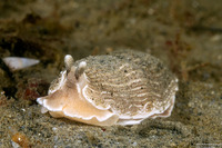 Armina californica (California Armina)