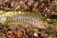 Rathbunella alleni (Stripefin Ronquil)