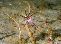 Praxillura maculata (Windmill Worm)